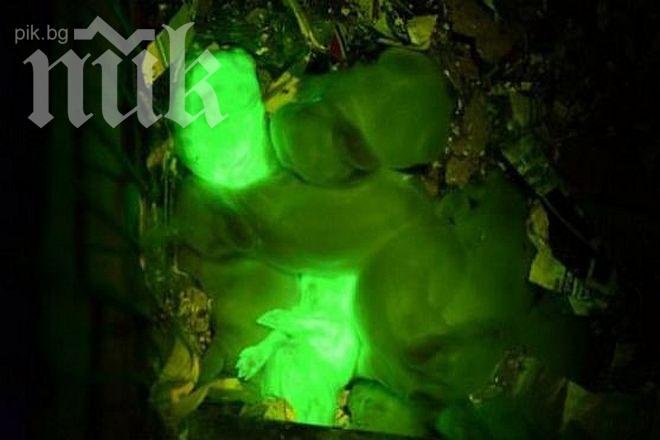 Китайците създадоха светещи прасета