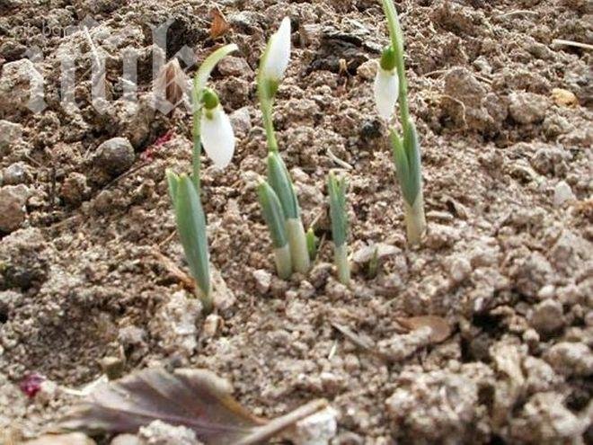 Пролетта дойде! Кокичета цъфнаха в Смолян