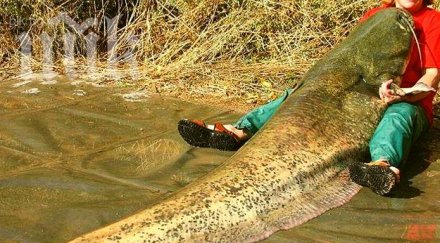 килограмов сом удавил полицая пожарникаря