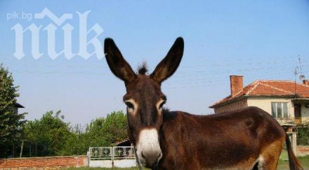 германец прави приют стари магарета гоце делчев