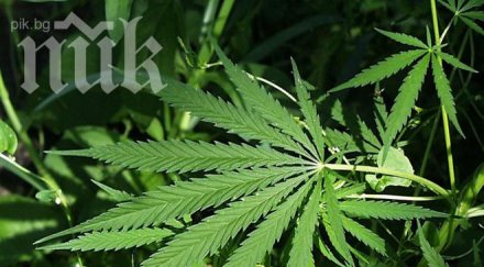 откриха реколта марихуана двора годишна