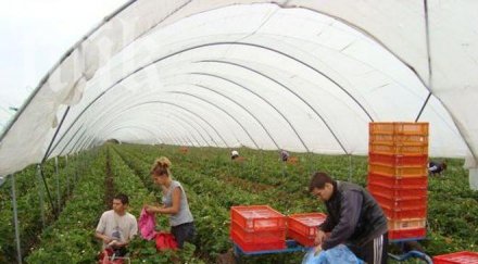 фермер търси 400 българки работа испания