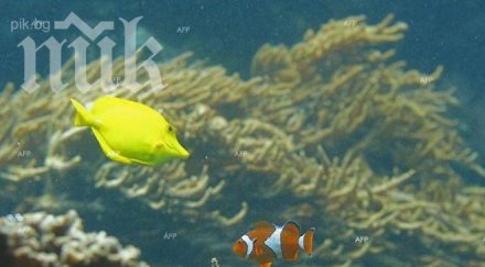 агресивни пирани нападат туристи пострадали