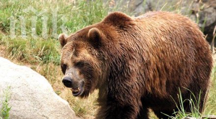 мечка уби 250 килограмово теле смолянско