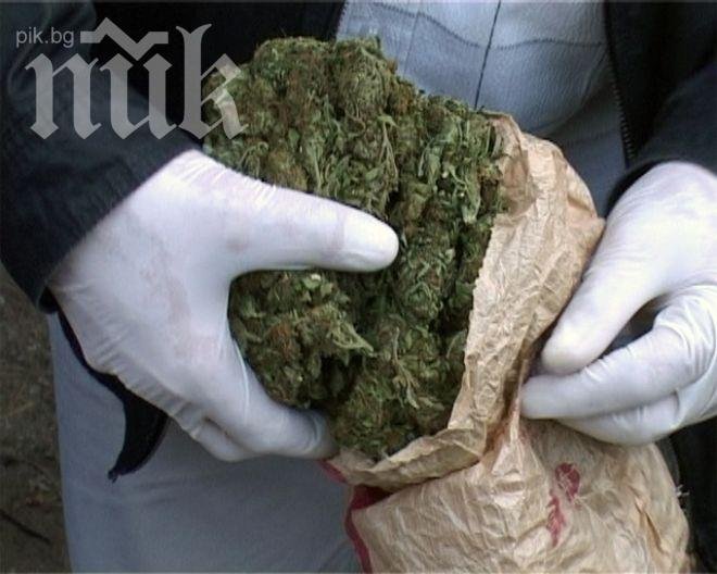 Опашки за марихуана в Колорадо