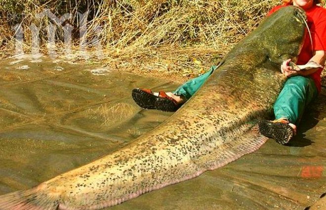 20-килограмов сом удавил полицая и пожарникаря