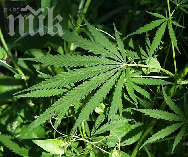 Откриха реколта от марихуана в двора на 61-годишна