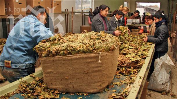 Тютюнопроизводители плашат с протести