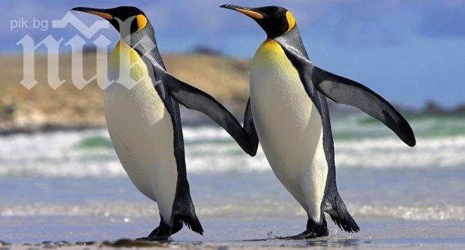 Британка покори Южния полюс с велосипед