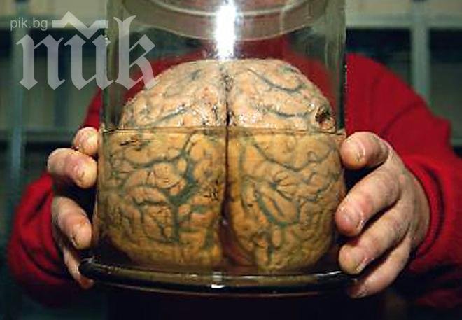 Младеж краде мозъци и ги продава в e-Bay