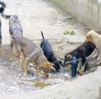 София ще прибере в приюти още 1100 бездомни кучета