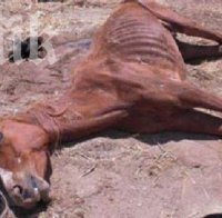 Вълчи времена! Застреляха кон за 1500 лв. и го изядоха