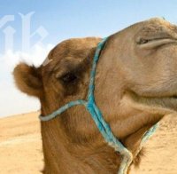 Двугърби камили поведоха шествието за Йордановден в Кърджали