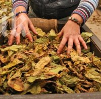 Тютюнопроизводители се вдигат на протест на Йордановден