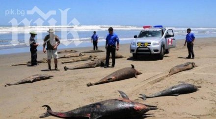 мистерия делфина самоубиха нова зеландия