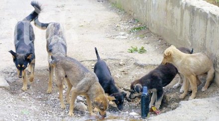 софия прибере приюти 1100 бездомни кучета