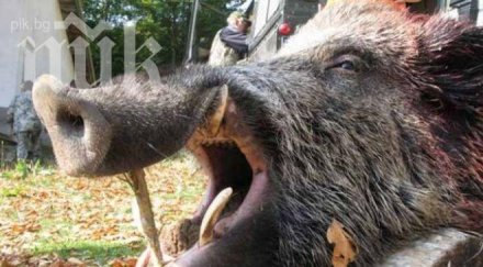 трихинелоза кюстендилско