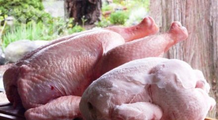 ужас отрови пилешкото убиват рак