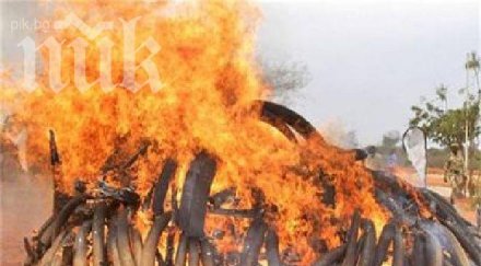 китай демонстративно унищожи тона слонова кост