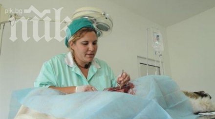 втори кастрационен център кучета софия