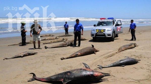 Мистерия! 40 делфина се самоубиха в Нова Зеландия