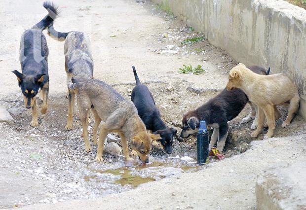 София ще прибере в приюти още 1100 бездомни кучета
