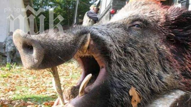 Трихинелоза в Кюстендилско