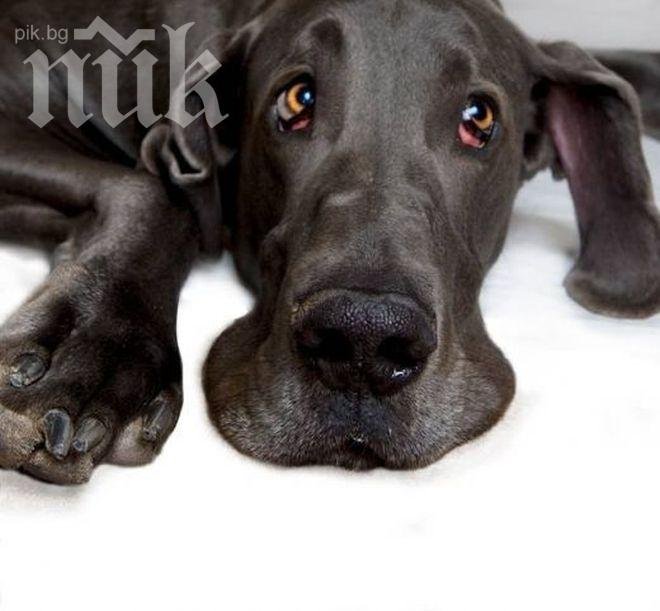 400 лв. глоба отнесе бургазлия за нехуманно отношение към куче