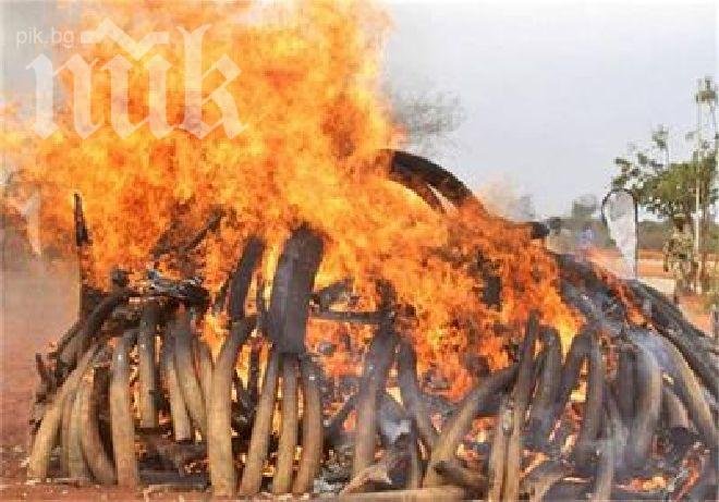 Китай демонстративно унищожи над 6 тона слонова кост