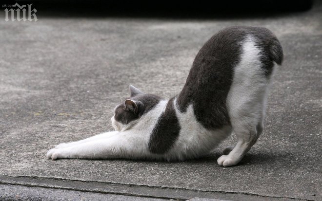 Първото кафене за котки отвори врати в Париж