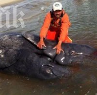Вижте първите в света сиви китове сиамски близнаци (видео)