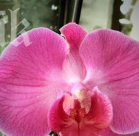 Кръщават вид орхидея на съпругата на Ердоган