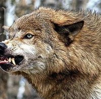 Вълци нападнаха село Свежен - убиват животни, точат зъби за хората