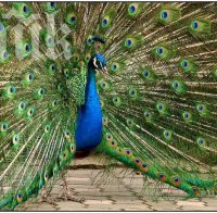 Предлагат пауни за 250 лв. в Пазарджик