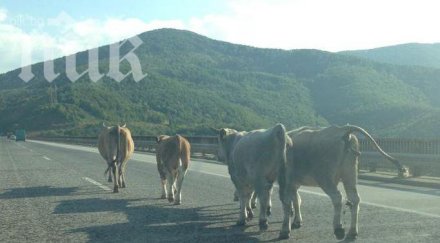 продадоха арестувани крави ардино