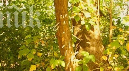 мистериите келтския дървесен хороскоп вижте крие вашата рождена дата