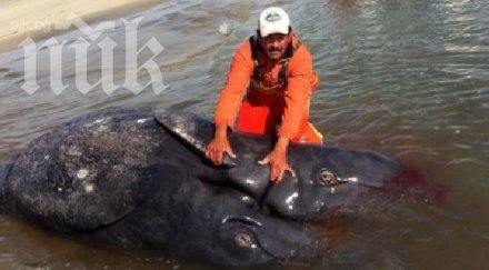 вижте първите света сиви китове сиамски близнаци видео