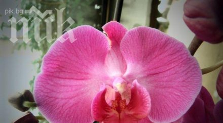 кръщават вид орхидея съпругата ердоган