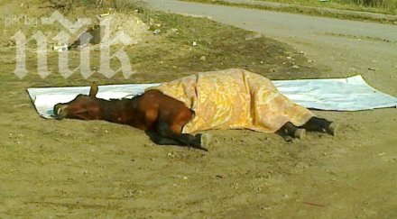 кукери умориха кобила