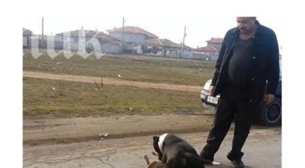 питбул ром разкъса бездомно куче варна снимка видео