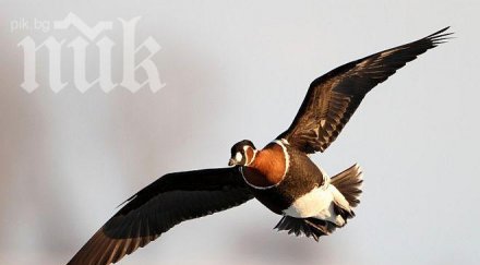 рядка птица загина сблъсък далекопровод