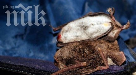 кошмарен сън наяве дъжд умрели прилепи влуди хиляди хора