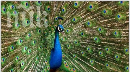 зоологически градини хотели купуват пауните пазарджик