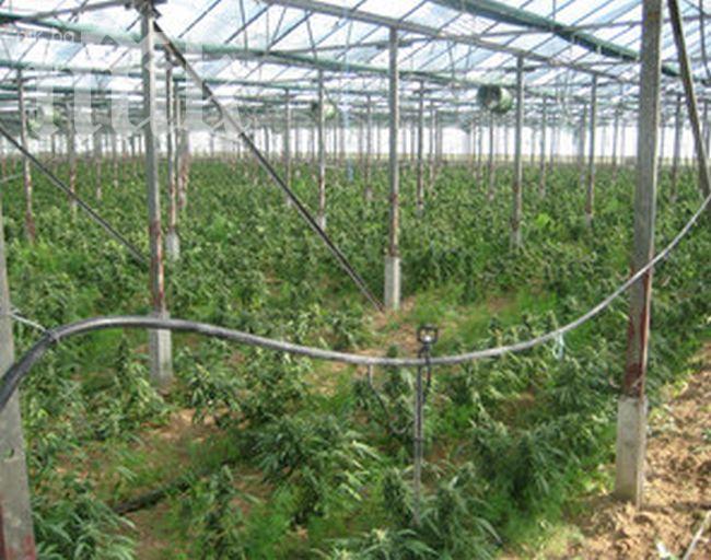 Разкриха оранжерия за марихуана край Варна