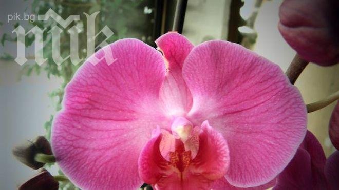 Кръщават вид орхидея на съпругата на Ердоган