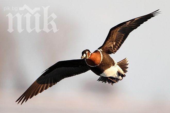 Рядка птица загина при сблъсък с далекопровод