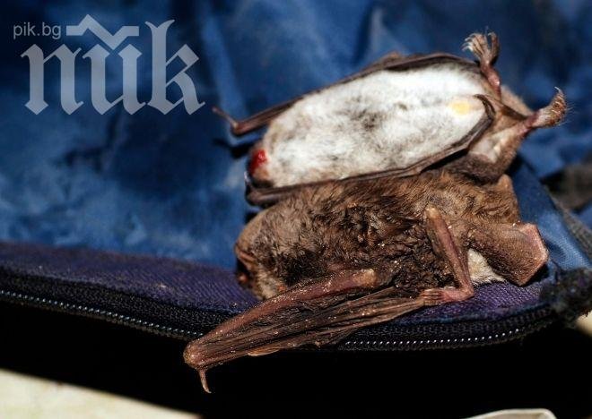 Кошмарен сън наяве - дъжд от умрели прилепи влуди хиляди хора