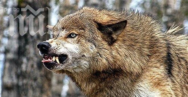 Вълци нападнаха село Свежен - убиват животни, точат зъби за хората