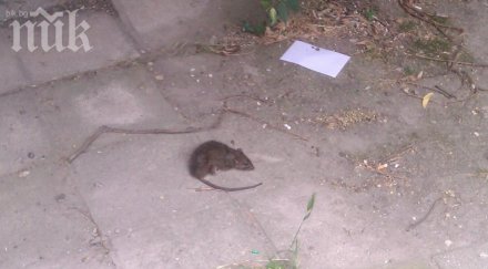 биолози кошмарна прогноза мишки плъхове нападат пълчища заради топлата зима