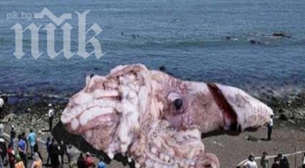 откриха гигантски калмари брега калифорния снимка